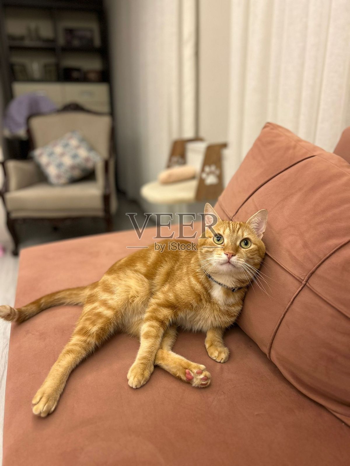 猫照片摄影图片