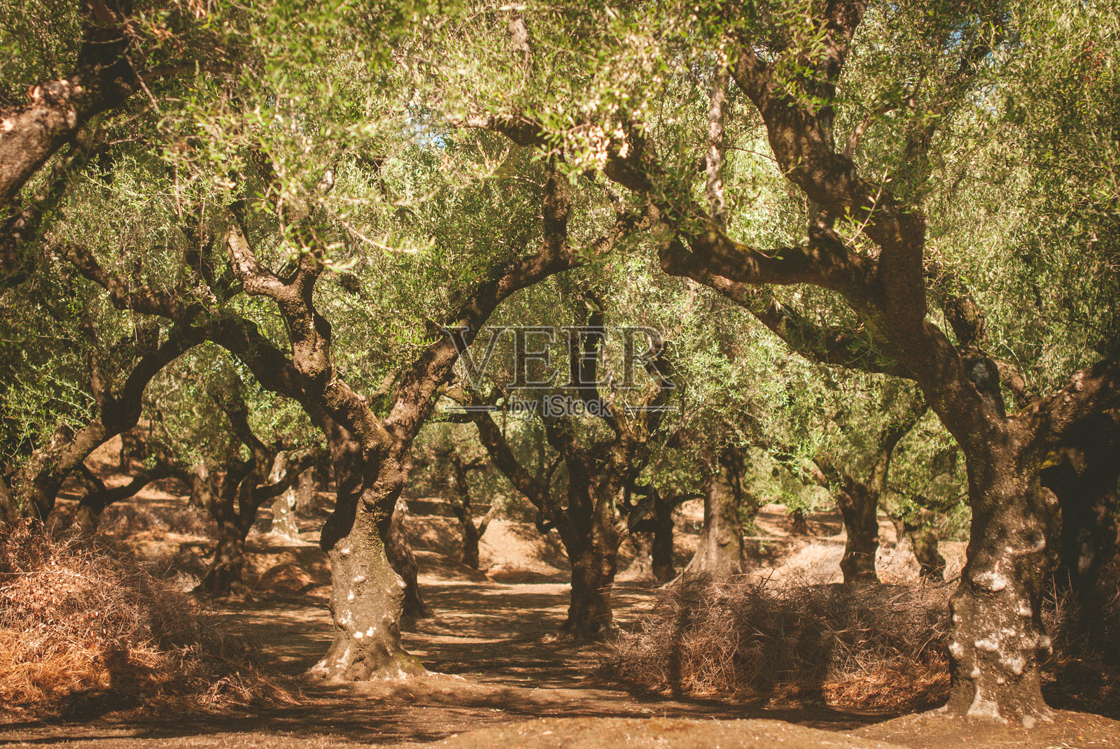 橄榄林照片摄影图片
