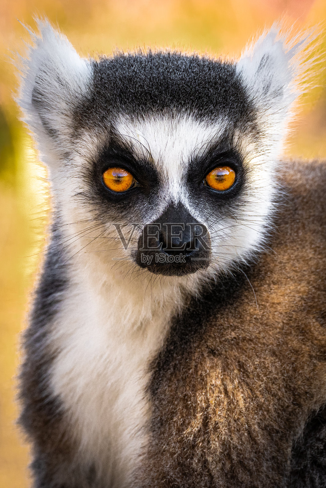 凝视的环尾狐猴照片摄影图片