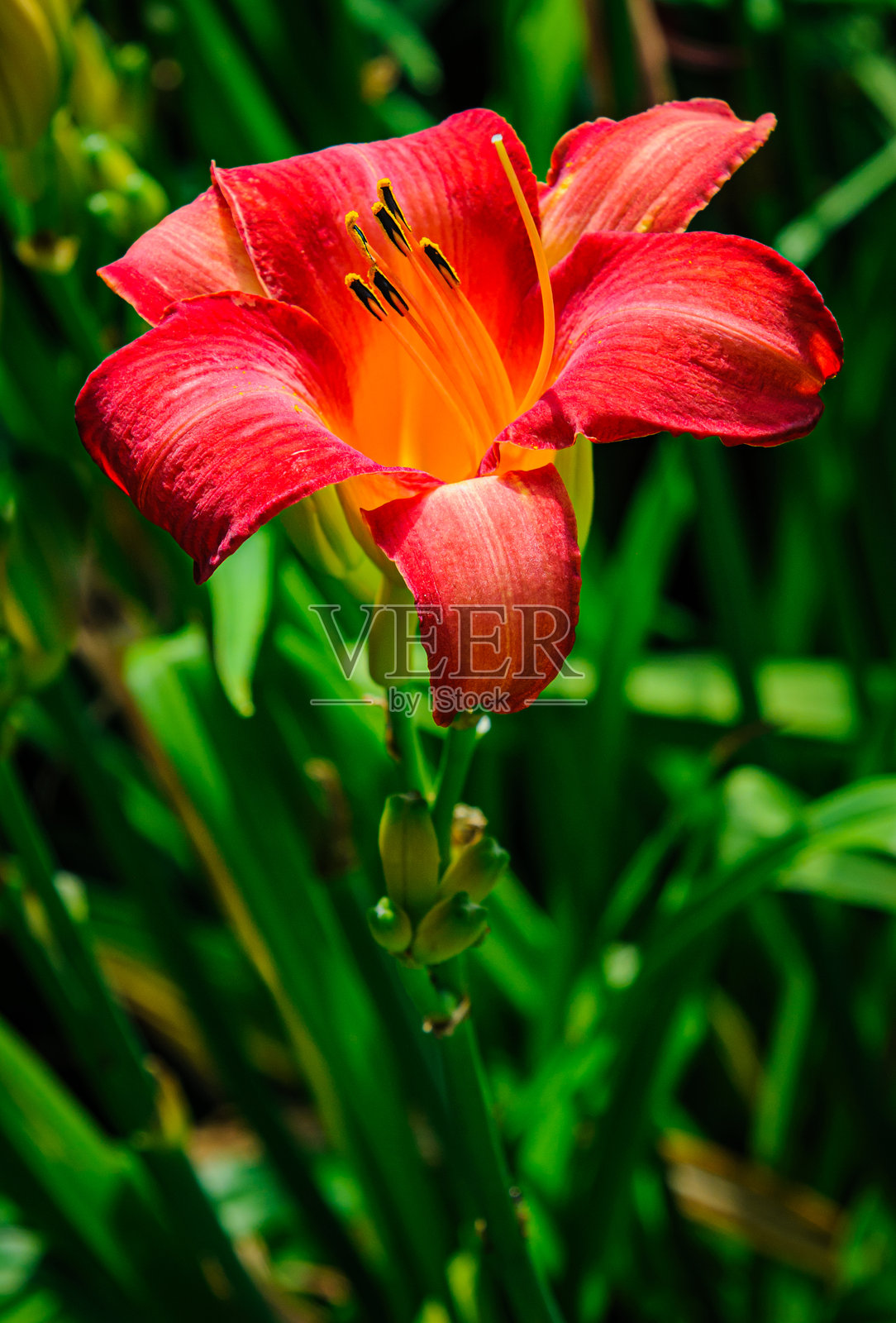 覆盖着花粉的雄蕊照片摄影图片