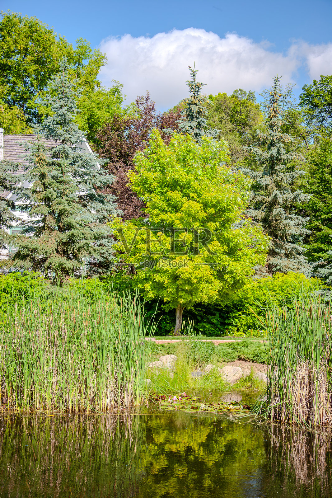 夏日宁静的倒影照片摄影图片