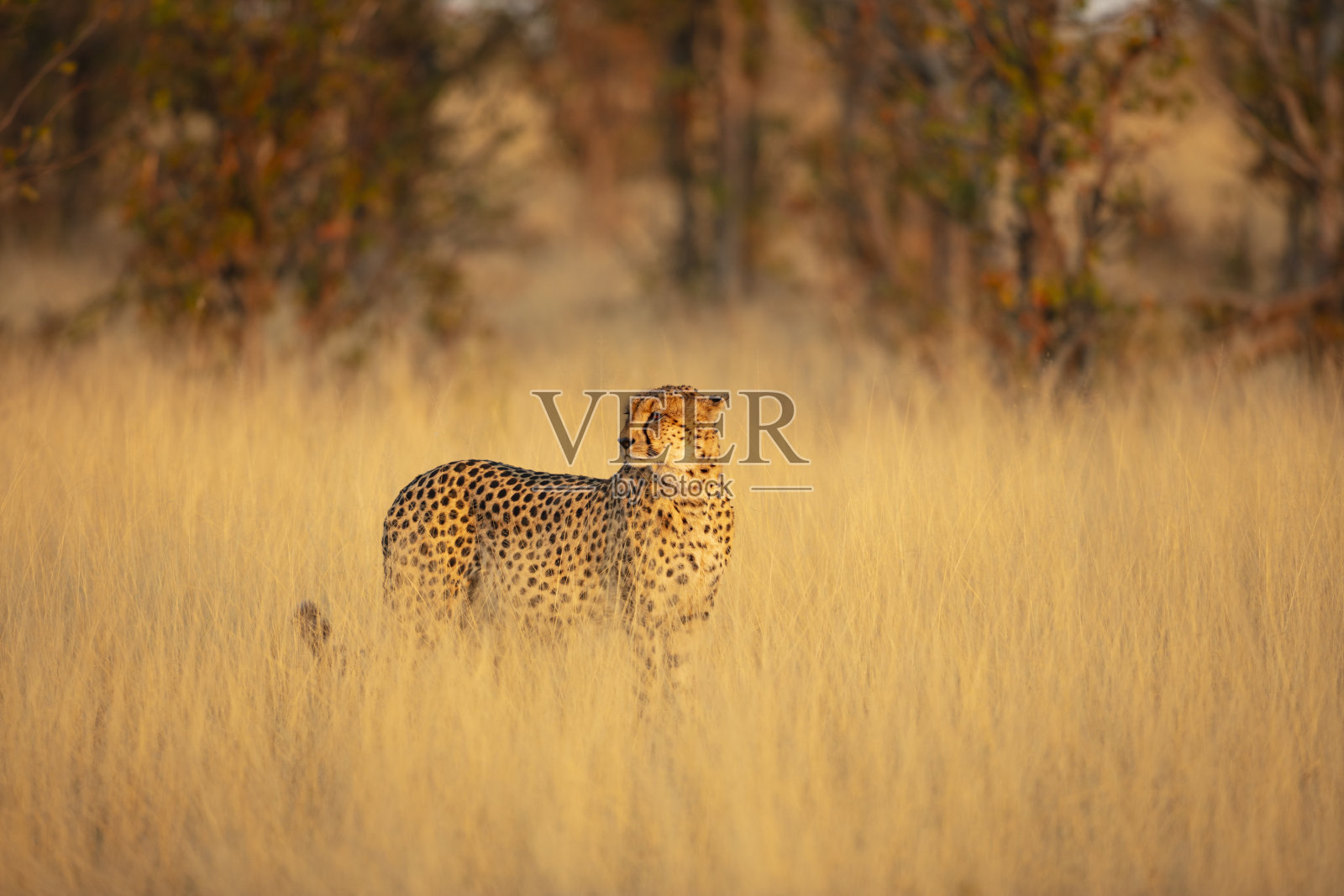 猎豹(Acinonyx jubatus)站立在博茨瓦纳奥卡万戈三角洲的草原上照片摄影图片