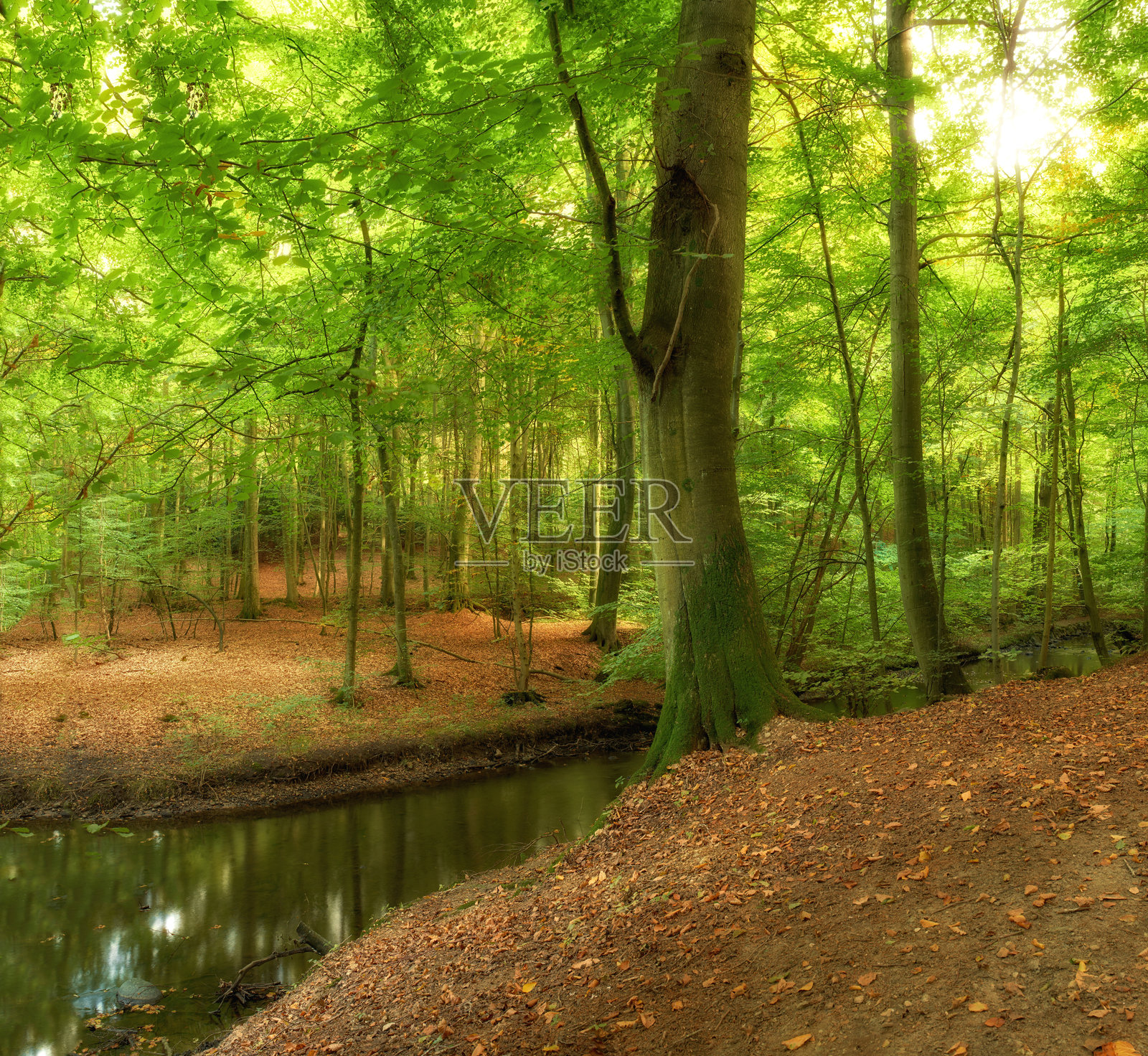 阳光明媚的森林空地,装饰着茂密的欧洲山毛榉和潺潺溪流照片摄影图片