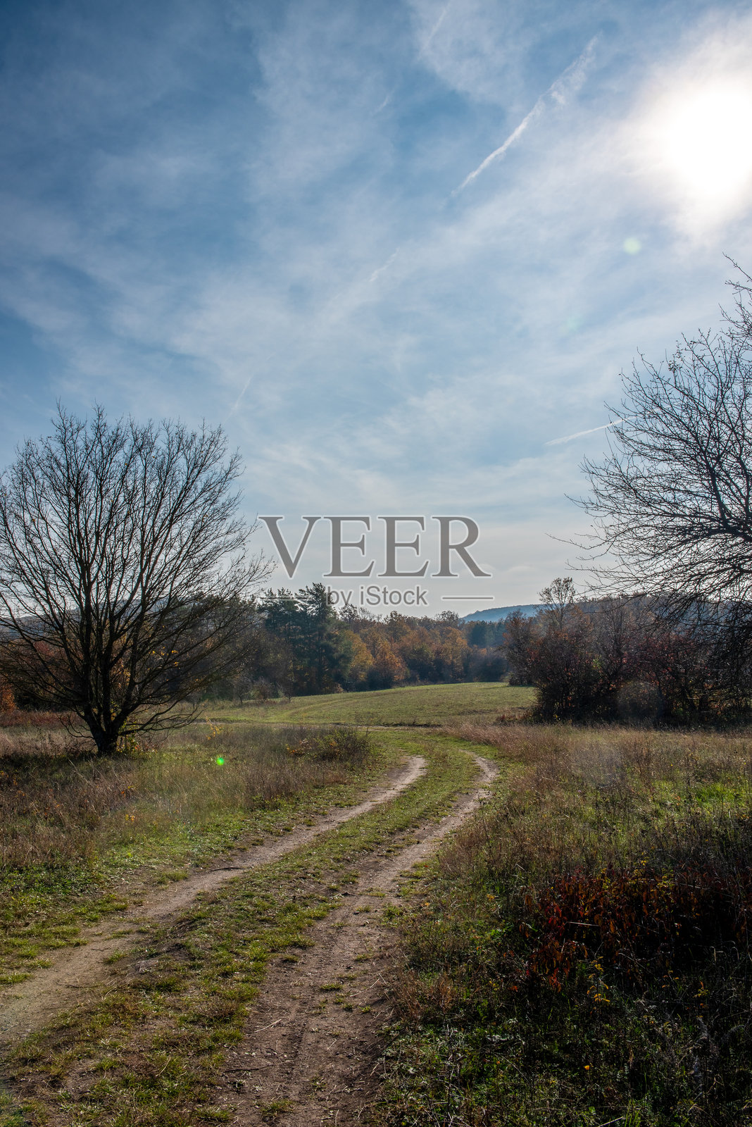 蓝天。落叶的树木矗立在干旱的秋季草甸景观中照片摄影图片