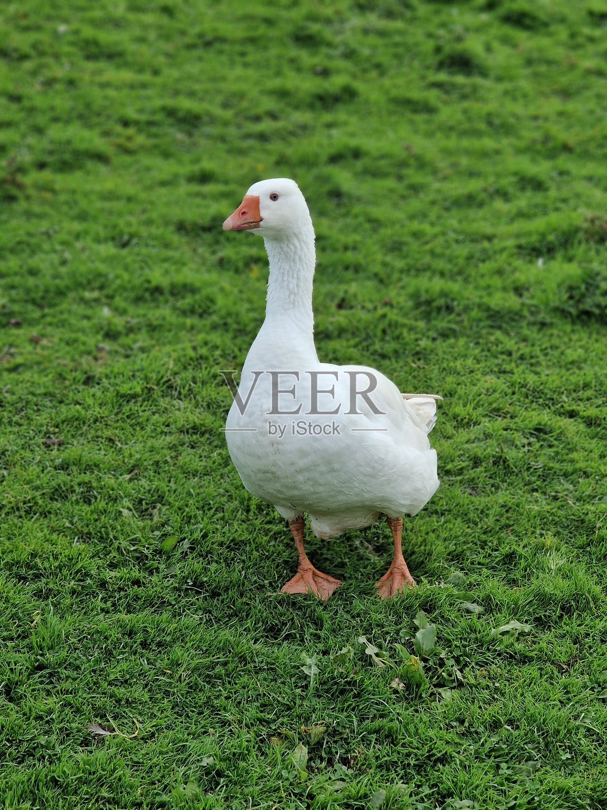 白鹅照片摄影图片