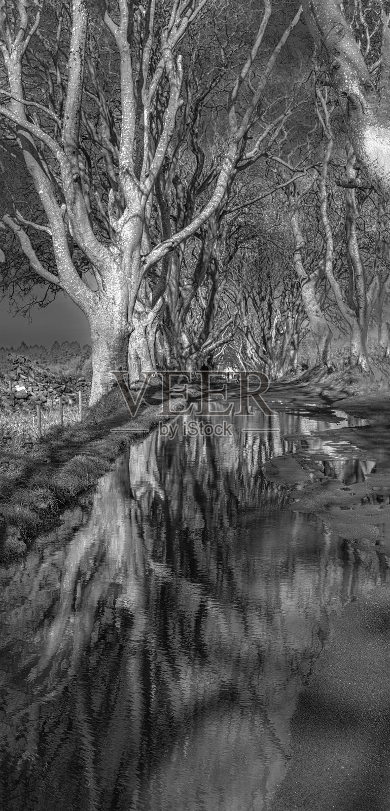 爱尔兰安特里姆郡的黑暗树篱照片摄影图片