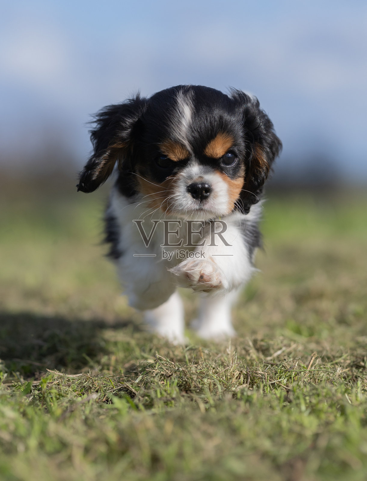 美丽的狗狗照片摄影图片