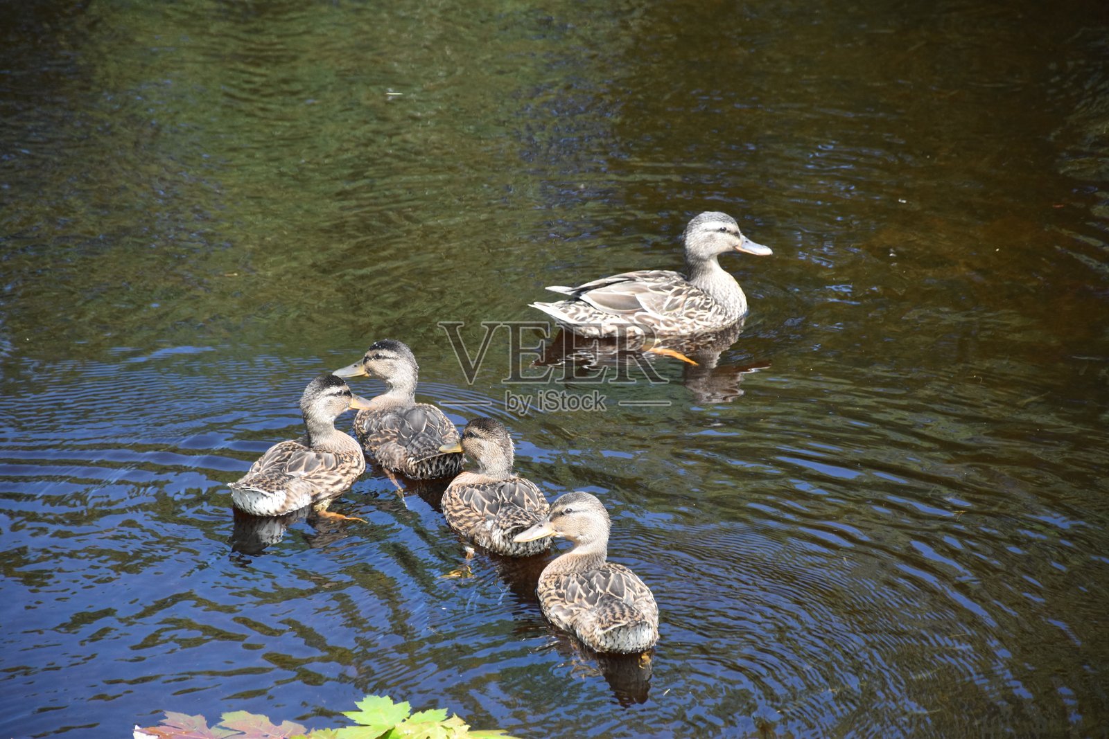 池塘里的鸭子照片摄影图片