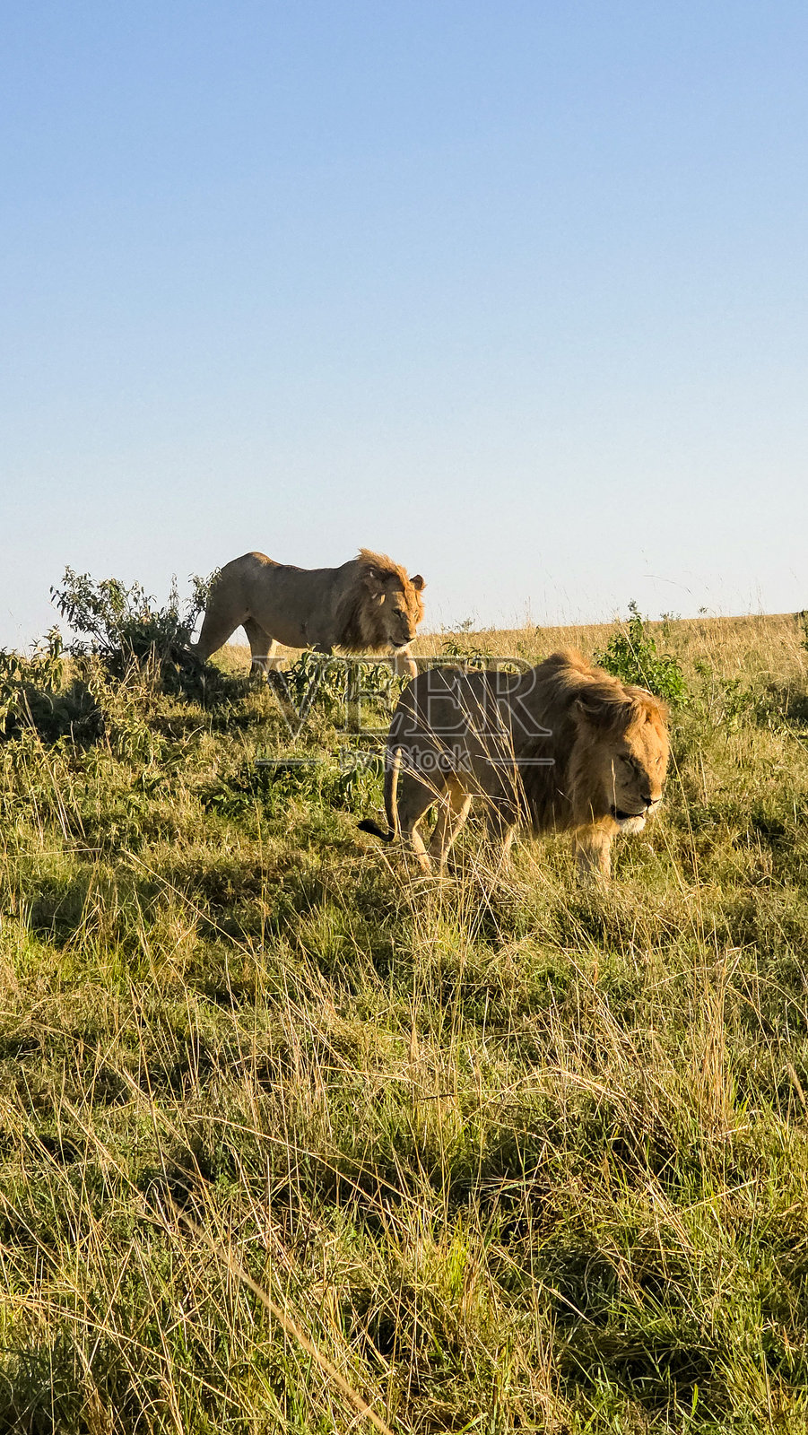 雄狮在非洲的草原上行走照片摄影图片