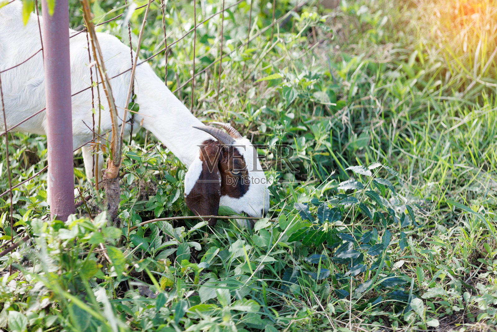 一只白棕相间的山羊满足地在栅栏旁的鲜绿叶子间啃食,体现了农场生活的朴实与自然的觅食习性。照片摄影图片