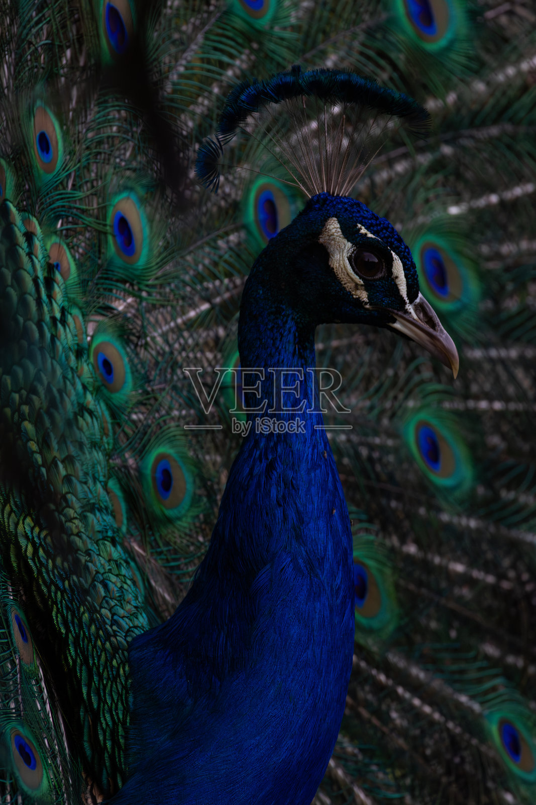 孔雀的特写肖像照片摄影图片
