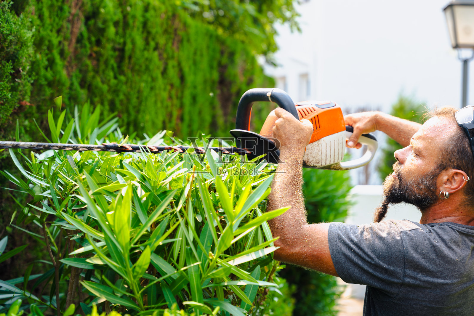 园丁在花园里用电动修枝剪修剪树篱,进行户外工作照片摄影图片