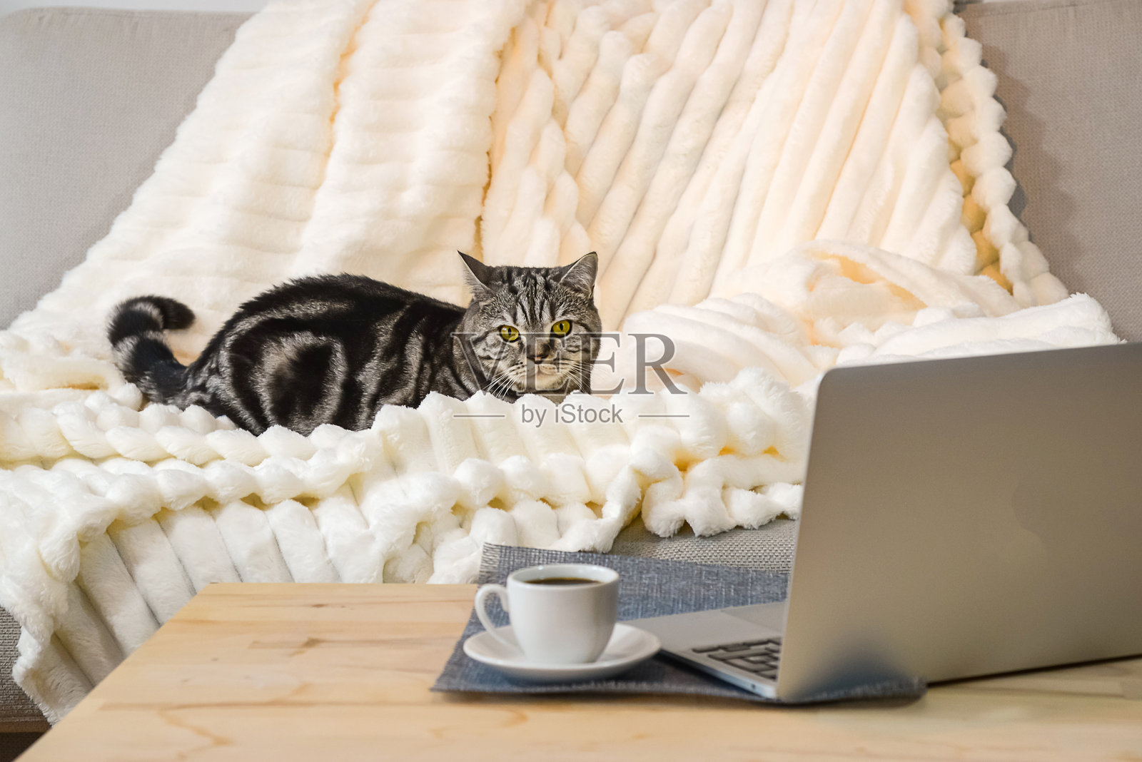 一只英国虎斑猫在沙发上,躺在笔记本电脑前,象征着自由职业和学习的理念照片摄影图片