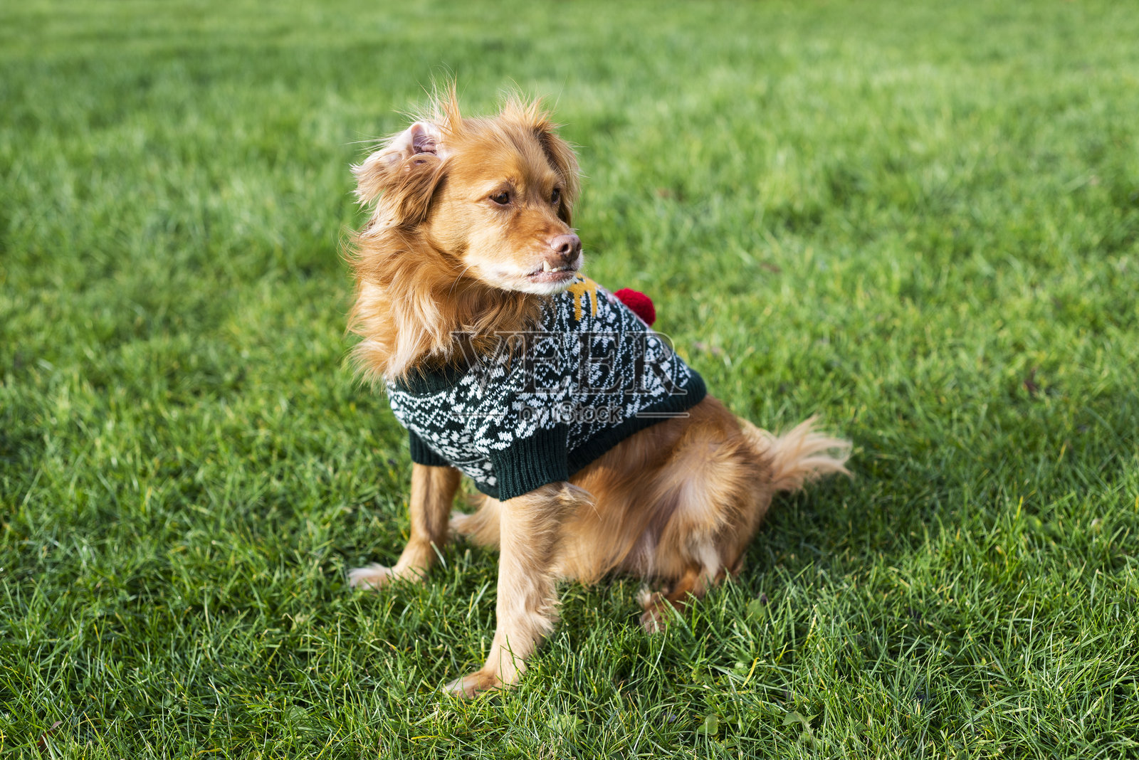 身穿绿色圣诞毛衣、红色鹿鼻设计的西班牙猎犬杂交犬,坐落在绿色的草坪上照片摄影图片