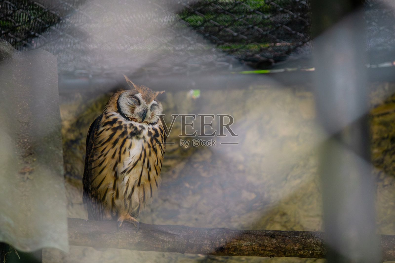 猫头鹰在山中动物园的笼子里,栖息在树上照片摄影图片