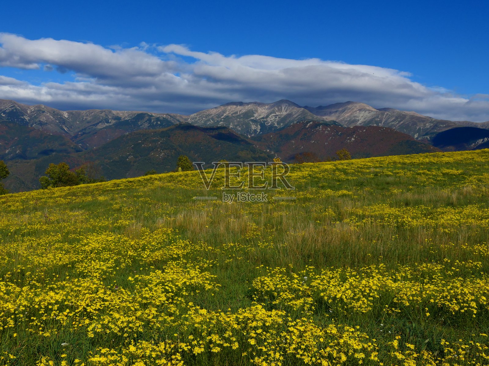 秋季鲜花盛开的草地,位于法国东比利牛斯省普拉茨-德莫洛(Prats-de-Mollo)上方的卡尼古山脉(Canigou massif)前,望向塞伊勒山口(Col de Seilles)照片摄影图片