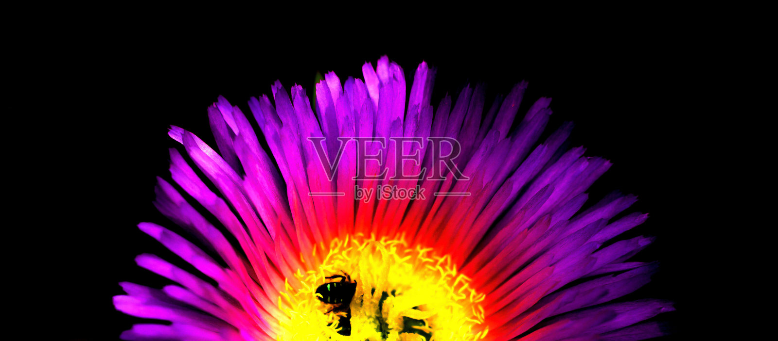 智利海滨无花果花与昆虫,绘画风格。照片摄影图片