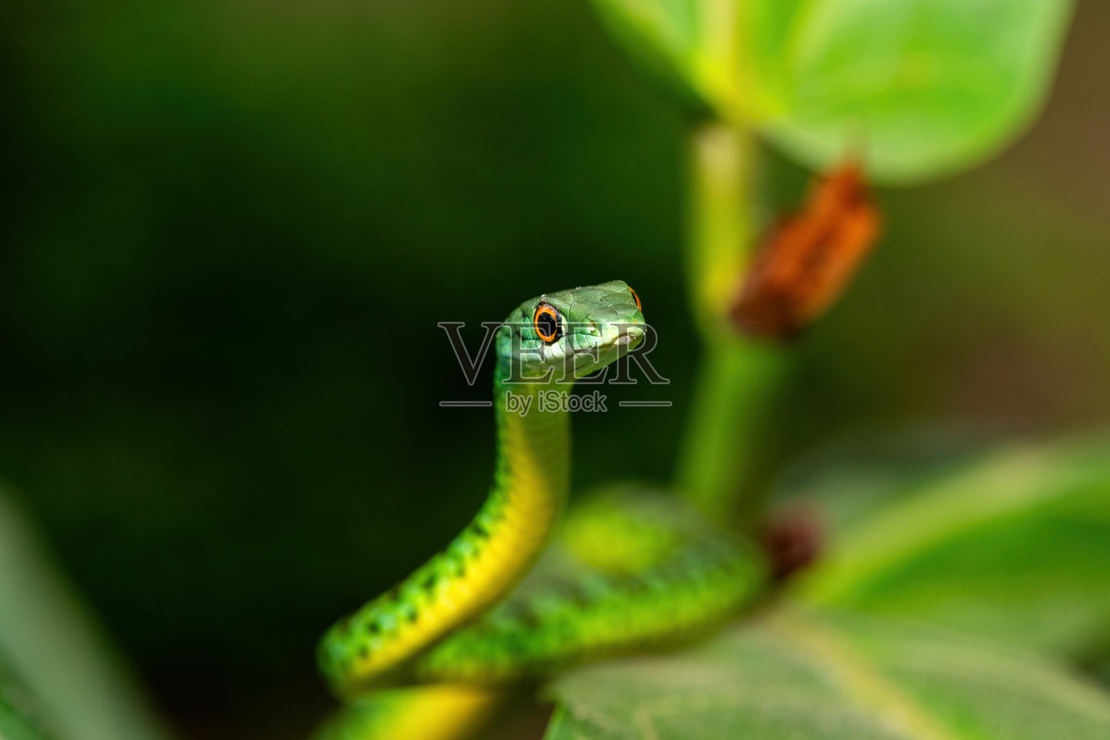 一只可爱的斑点树蛇(Philothamnus semivariegatus)照片摄影图片
