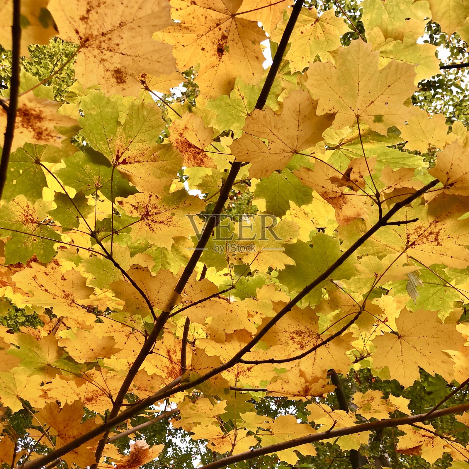 金色的秋叶全景照片摄影图片