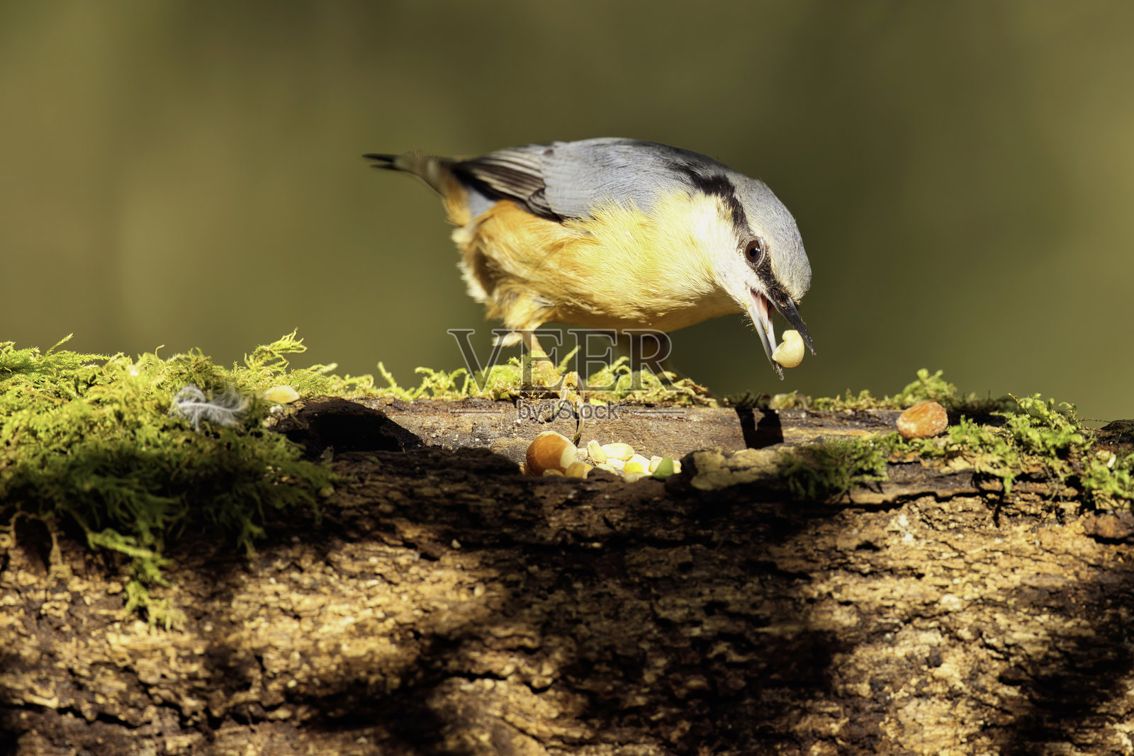 斑驳的阳光下的一只鹪鹩照片摄影图片