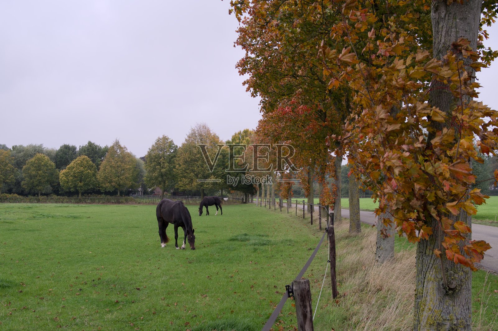 秋日灰蒙蒙的天空下,橡树上仍挂着褐色的秋叶,草地上有马匹悠闲地踱步。照片摄影图片
