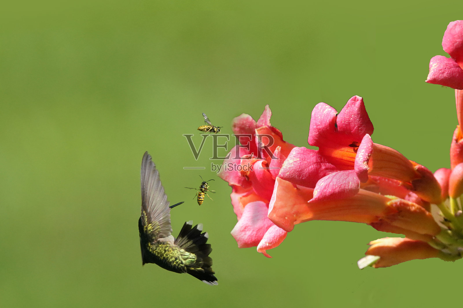 夏末时节的红喉蜂鸟照片摄影图片