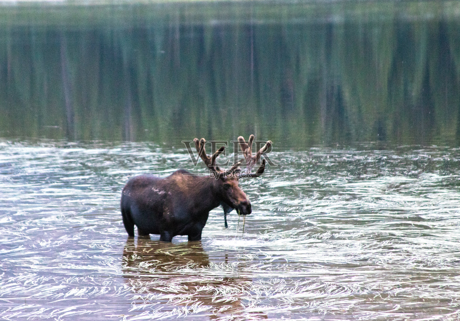 口渴的驼鹿照片摄影图片