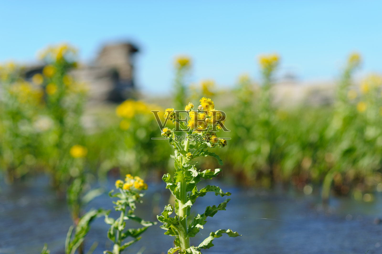 田野里的野花照片摄影图片
