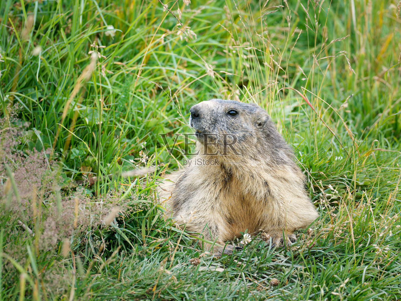 警戒中的高山旱獭(Marmota marmota),法国阿尔卑斯山廷涅斯。照片摄影图片