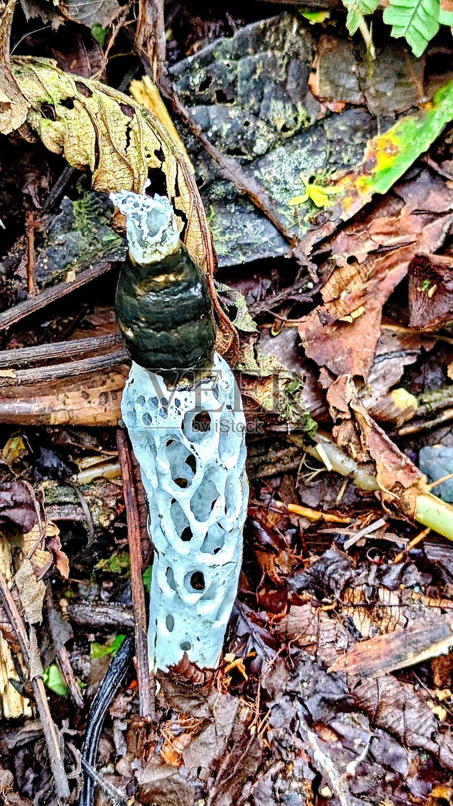 一条徒步小径旁的缠绕恶臭角耳照片摄影图片