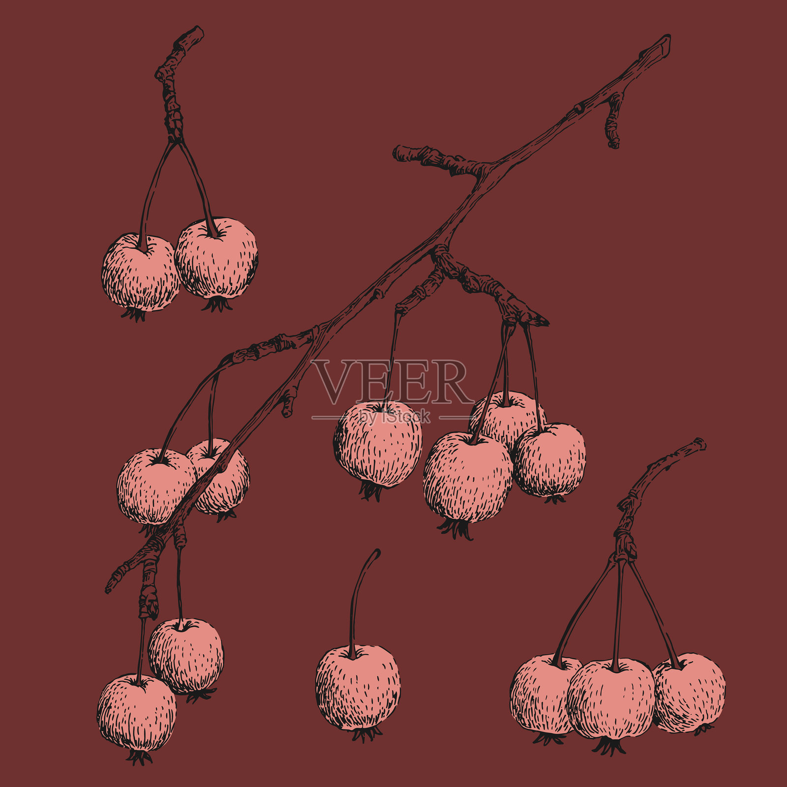 一小篮天堂苹果插画图片素材