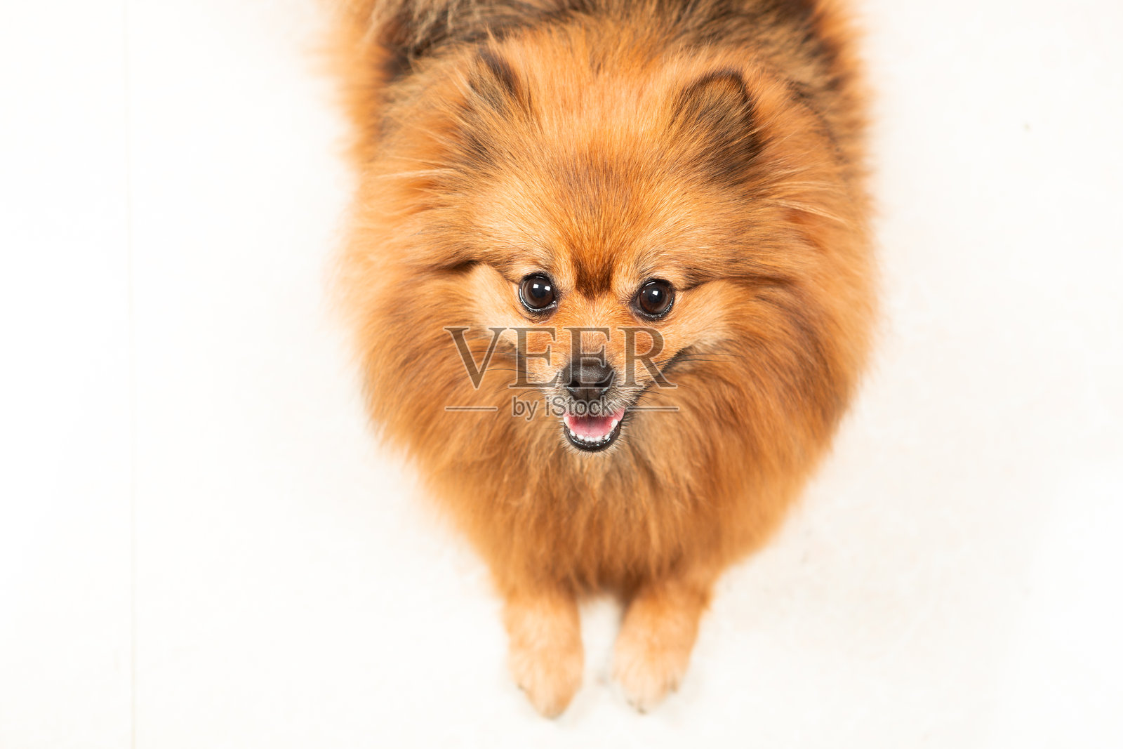 一只可爱的黄色博美犬站立在地板上,展示着它毛茸茸的毛发、明亮的眼睛和快乐的表情。这种可爱的小型犬象征着陪伴、温暖和玩乐的生活方式。照片摄影图片