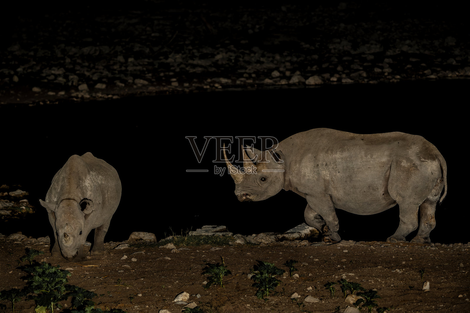 纳米比亚埃托沙国家公园的奥卡库埃霍水洞,一只黑犀牛在夜晚来访照片摄影图片