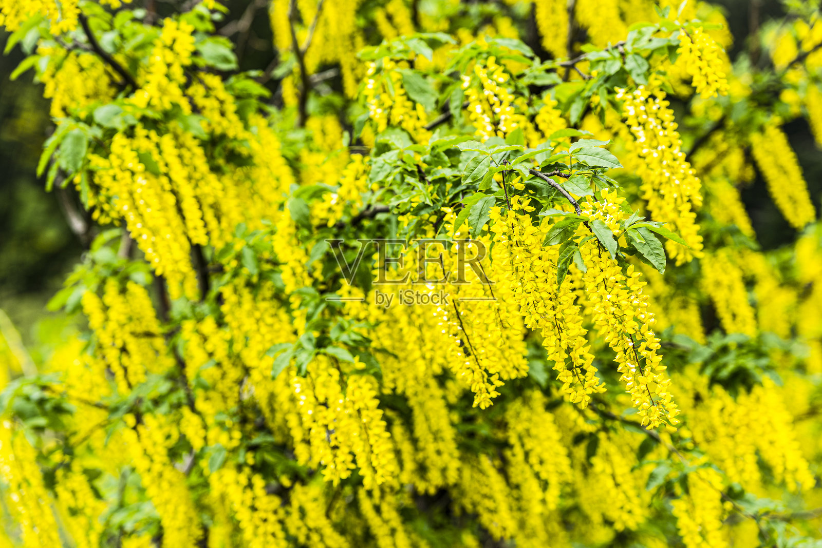 意大利加尔达湖的金合欢灌木黄色花序照片摄影图片