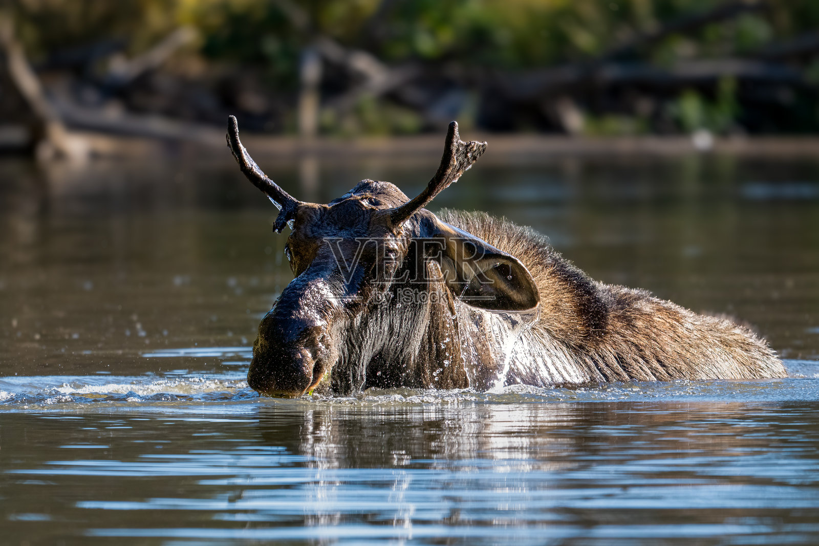 驼鹿照片摄影图片