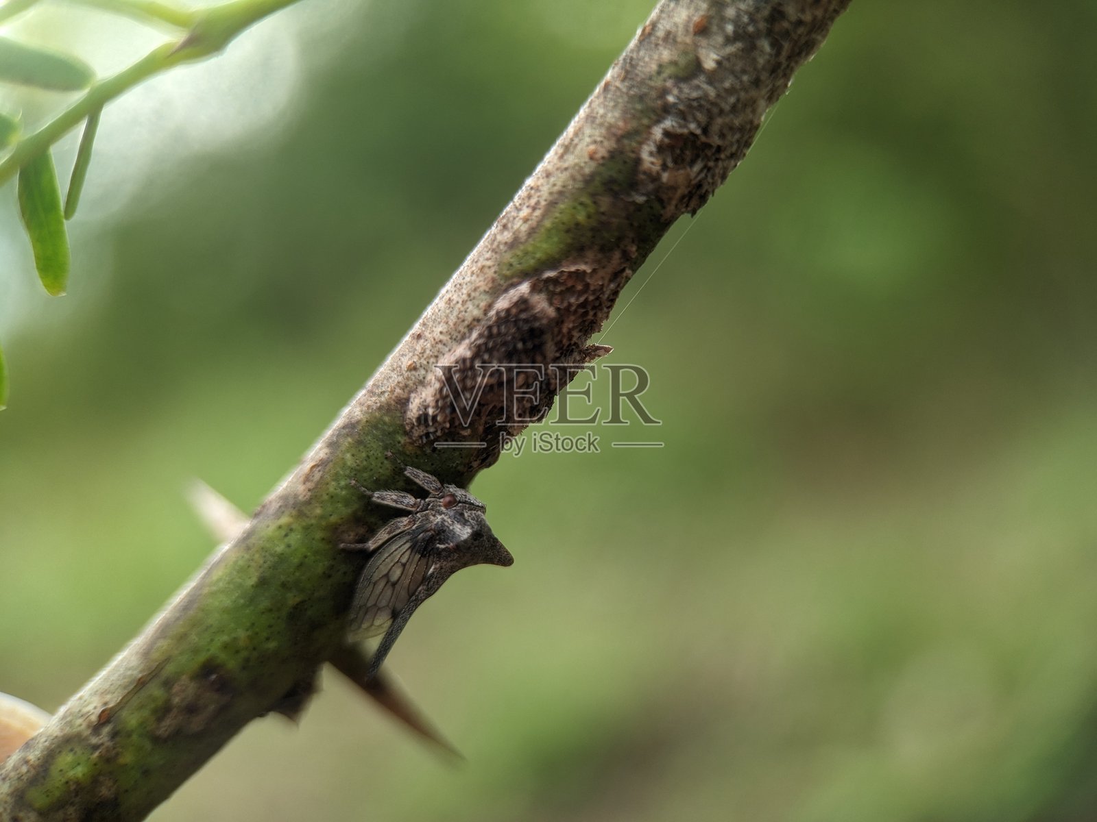 Centrotus cornutus照片摄影图片