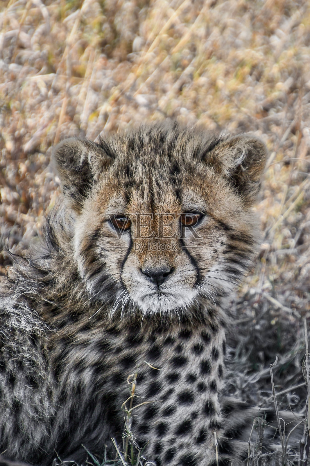 塞伦盖蒂国家公园的猎豹幼崽肖像照片摄影图片