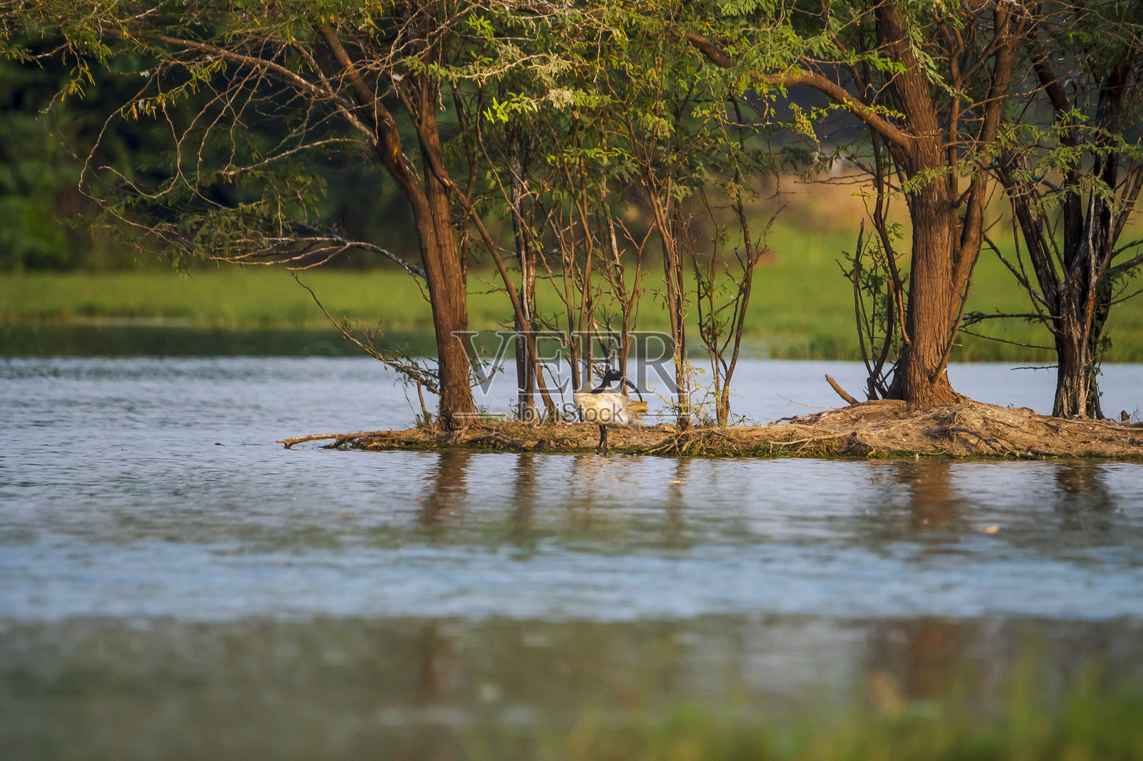 黑头白鹮站在苏丹普尔国家公园被淹没的岛屿上照片摄影图片