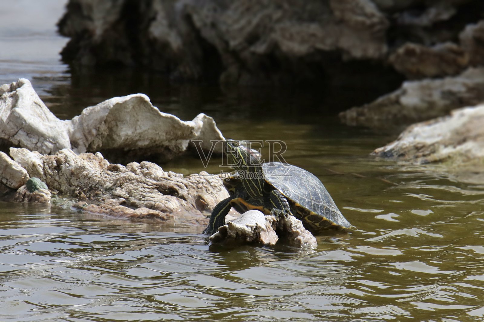 红耳龟(Trachemys scripta elegans)在池塘的石头上晒太阳照片摄影图片