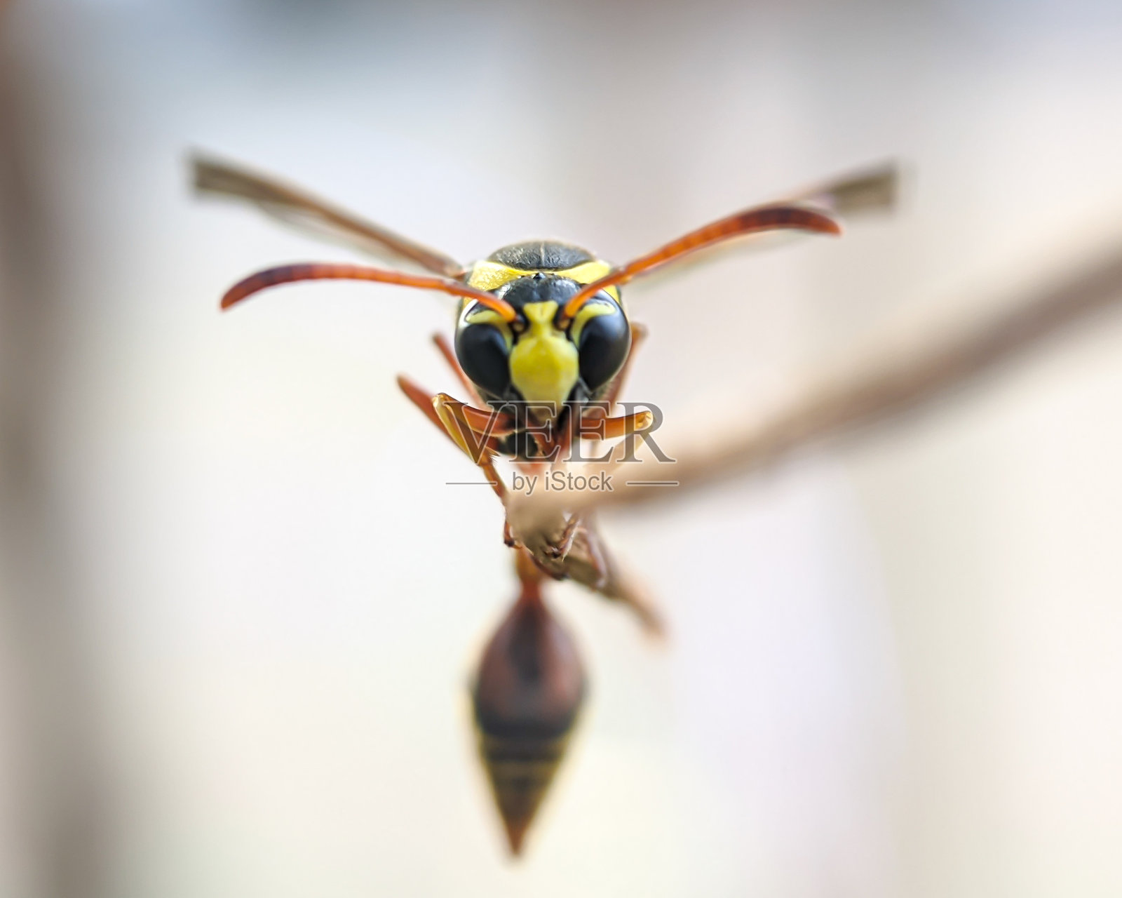 大陶纹泥蜂或Delta Unguiculatum照片摄影图片