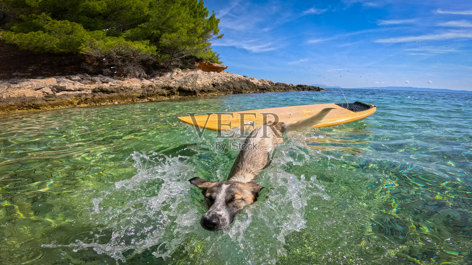 肖像:混种犬从木制冲浪板跳入清澈碧绿的海中照片摄影图片