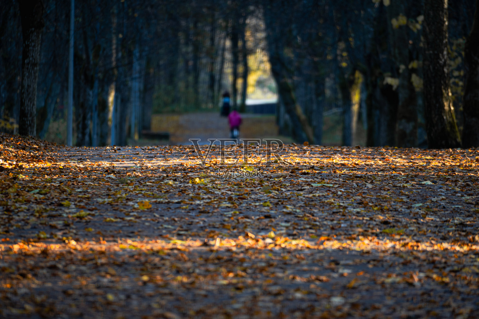 金色的秋天公园小径,落叶和柔和的阳光,宁静的季节景观,远处有人们在行走,象征着平静和怀旧照片摄影图片