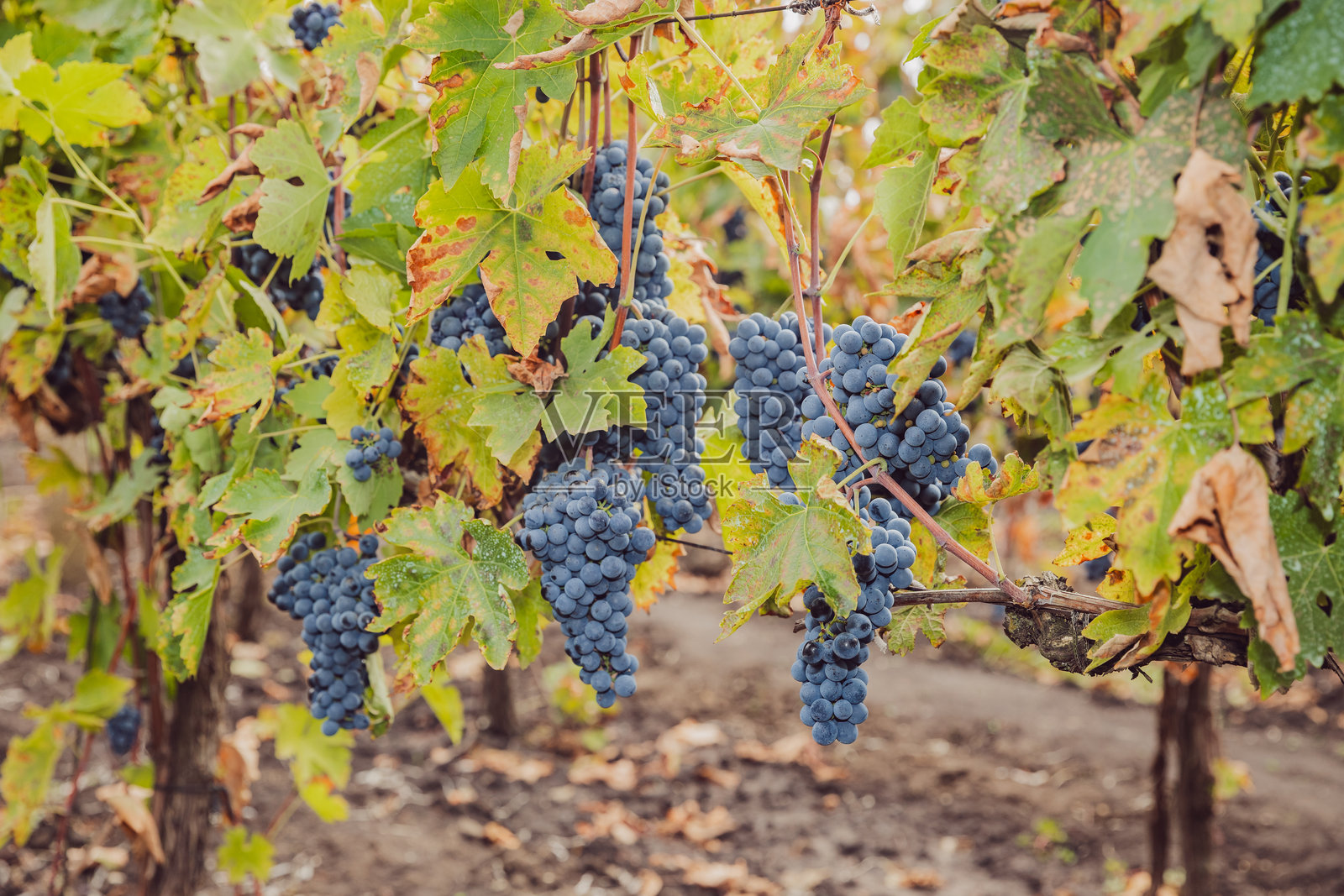 藤上成熟的葡萄串的美丽景色。照片摄影图片