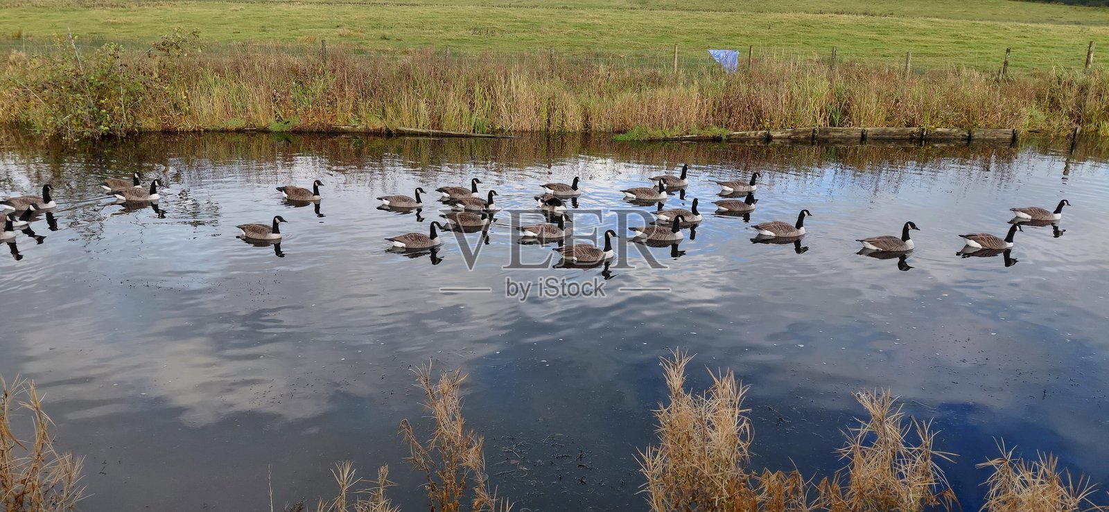 运河鹅迁徙与排队照片摄影图片