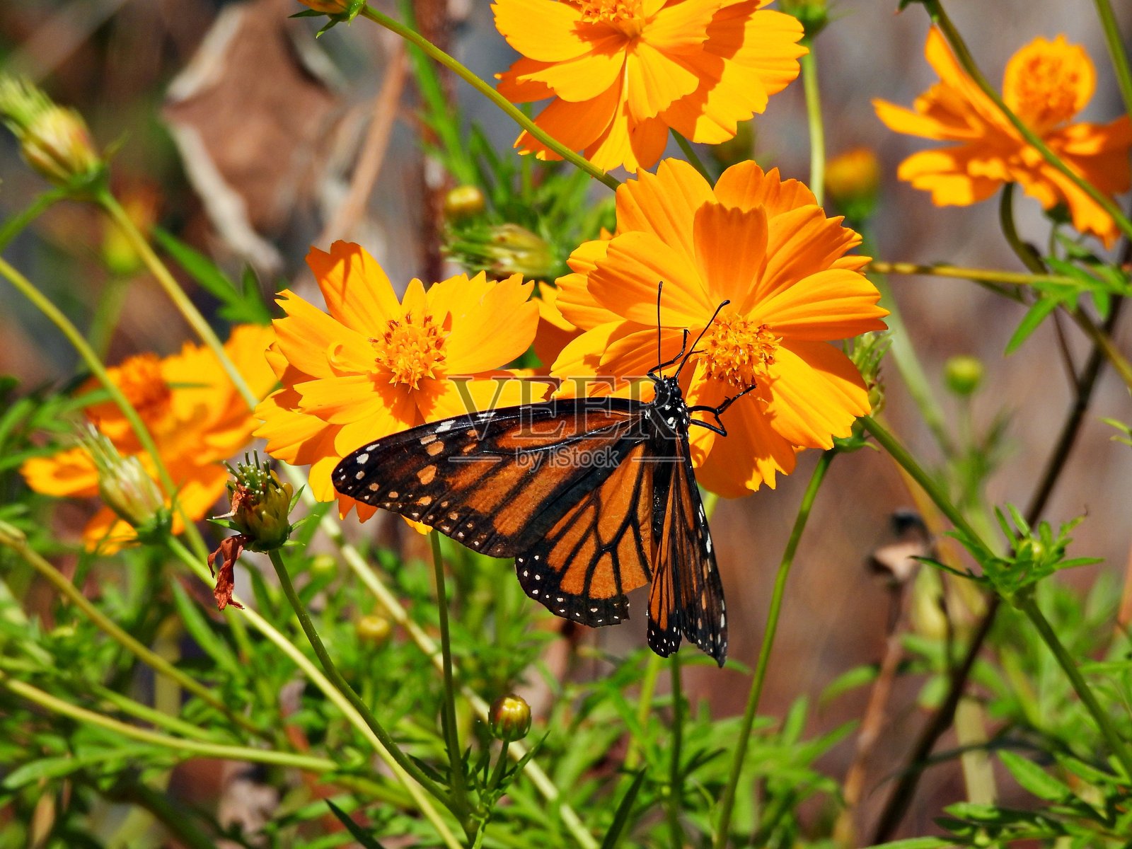 在社区花园里,一只君主蝶停在一朵硫磺波斯菊上照片摄影图片