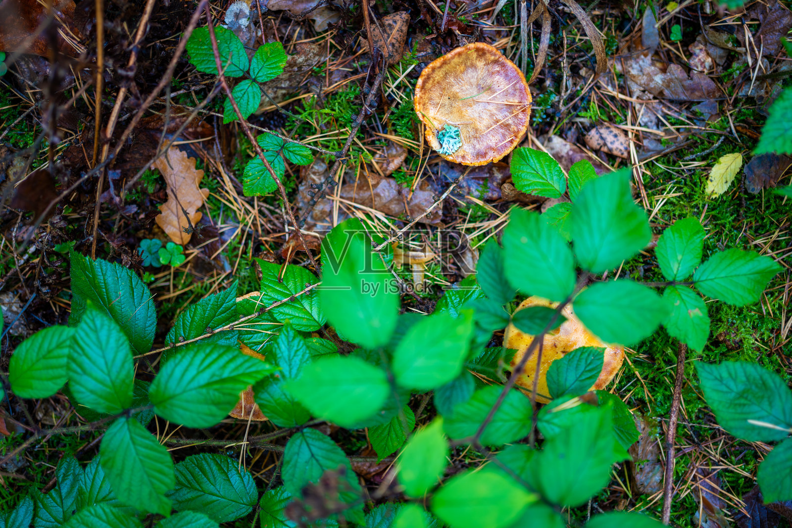生长在捷克林地松针和森林苔藓中的橙棕色野生蘑菇。象征着季节性觅食、隐藏的宝藏以及森林地被的自然生物多样性。照片摄影图片