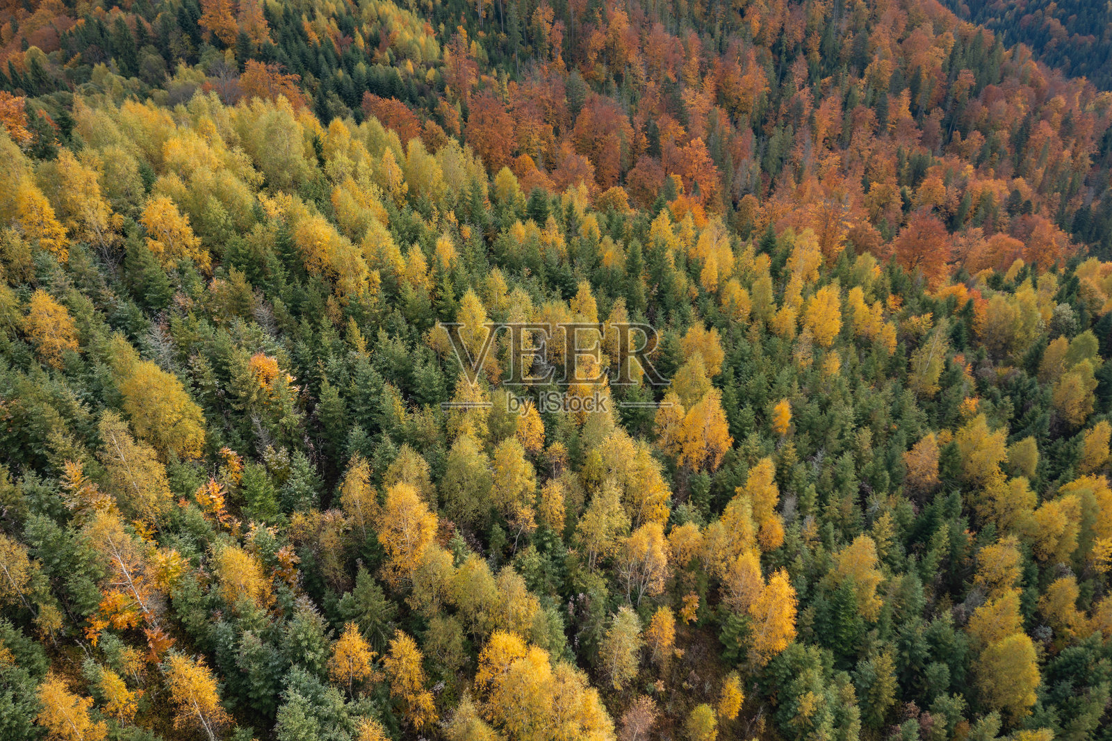 喀尔巴阡山脉森林中美丽的秋叶景观照片摄影图片
