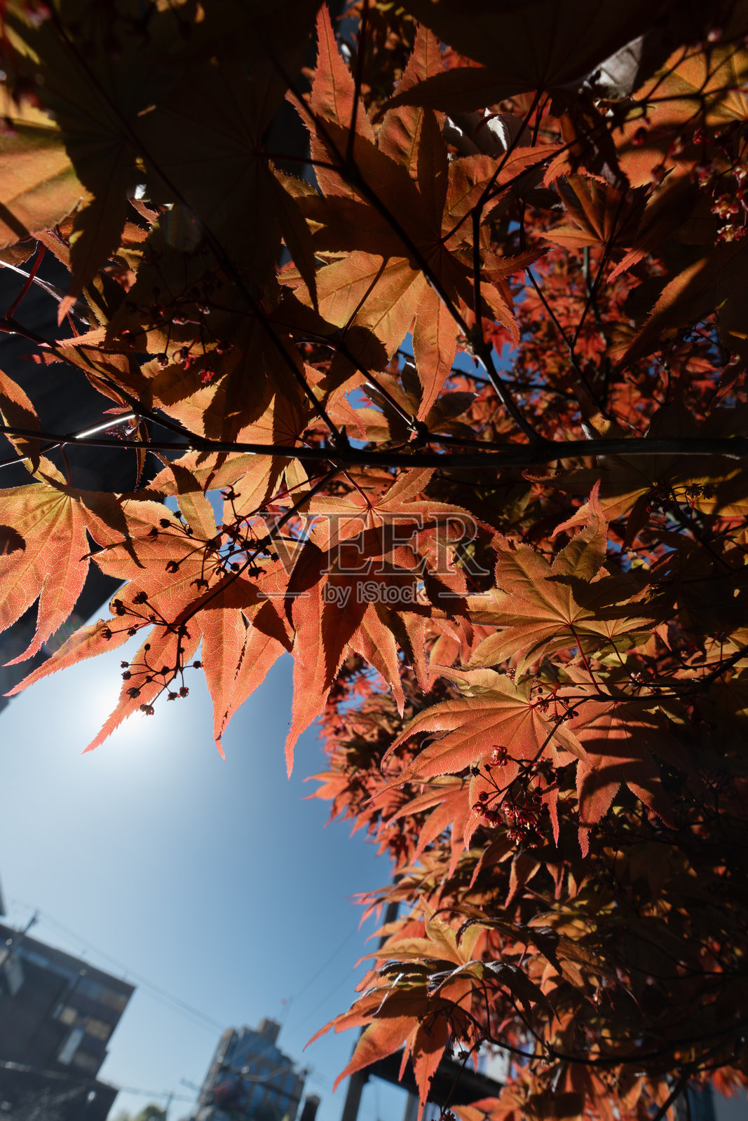 2025秋季风光集锦照片摄影图片