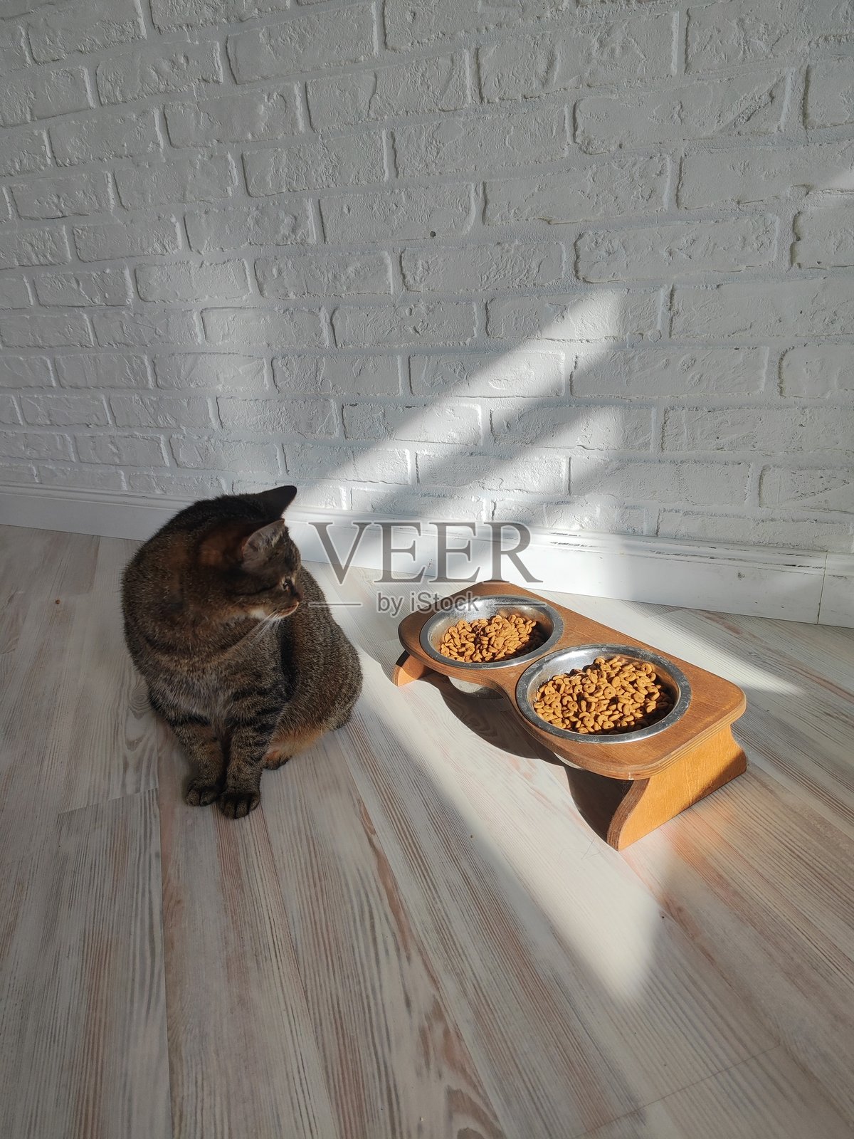 一只小猫坐在厨房的食物碗旁边照片摄影图片