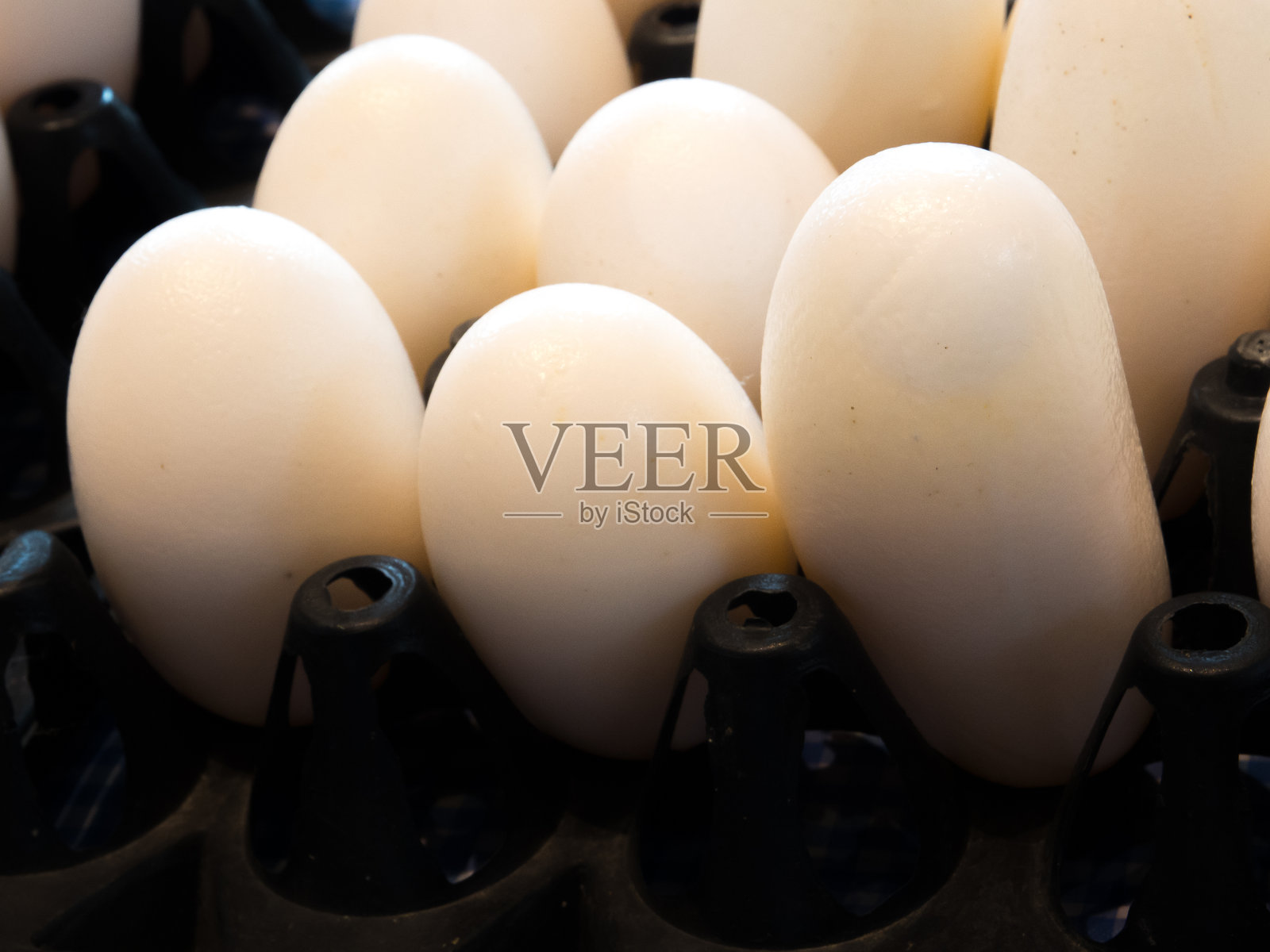 特写镜头下,黑色塑料面板上堆叠着一簇簇洁白干净的鳄鱼蛋。照片摄影图片